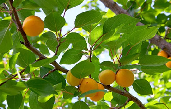 立夏吃個杏，到老沒有病