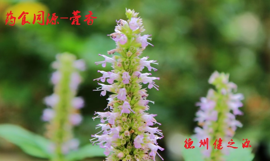 藿香薄荷茶，炎炎烈日的防暑茶