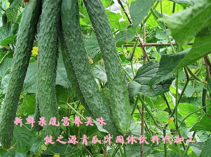 青瓜的六大營養(yǎng)價值，你知道嗎？